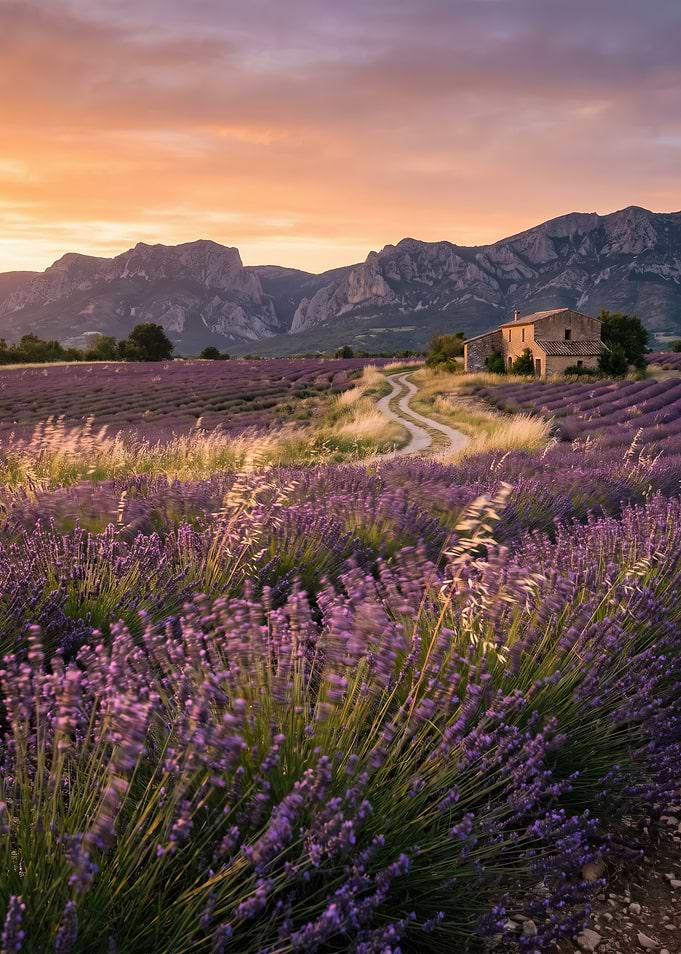 Lavender Field at Sunset in Provence