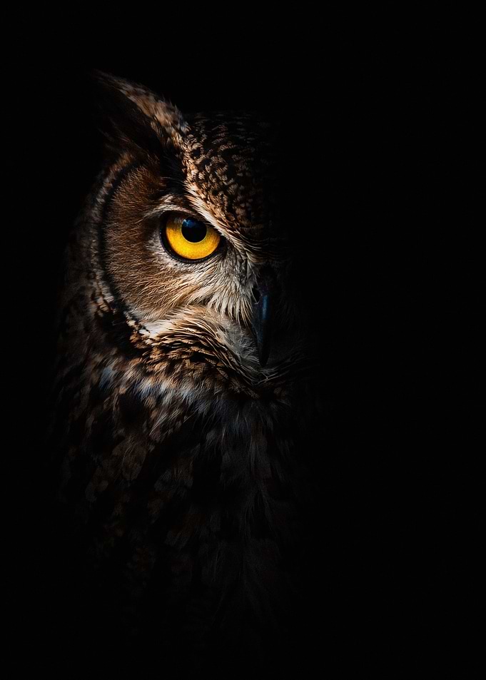 Close-up Portrait of a Great Horned Owl