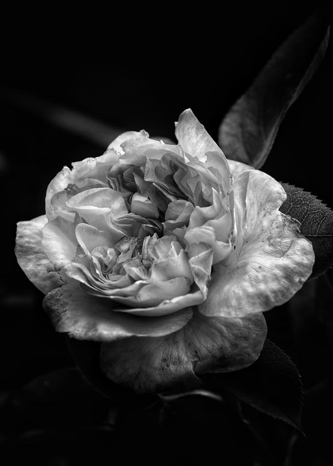 Black and White Rose Bloom