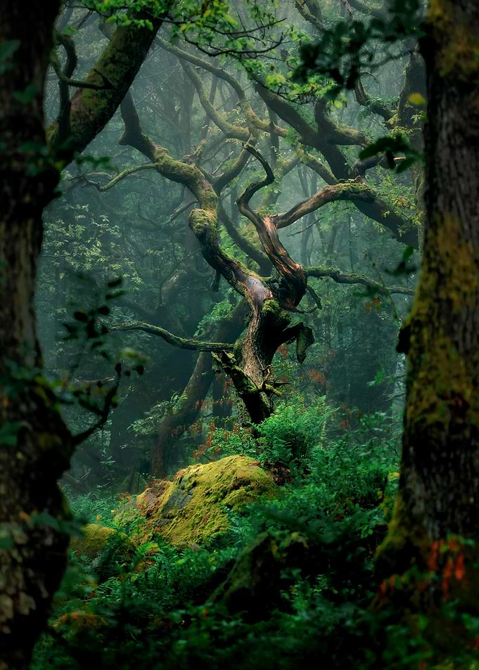 Misty Ancient Mossy Forest