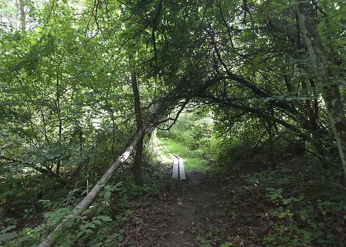 Wooden Boardwalk Through Lush Forest