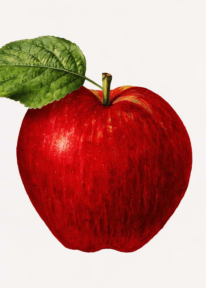 Realistic Red Apple Illustration