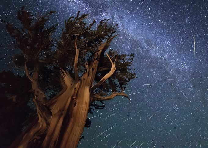 Ancient Bristlecone Pine Under Meteor Shower