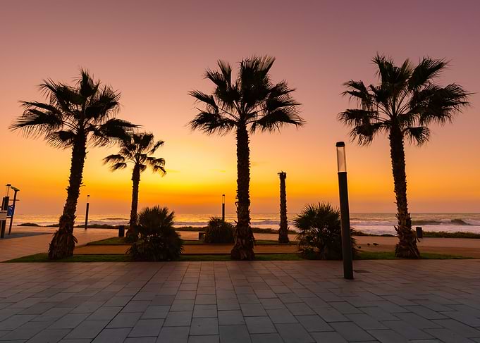 Palm Trees at Sunset Beach