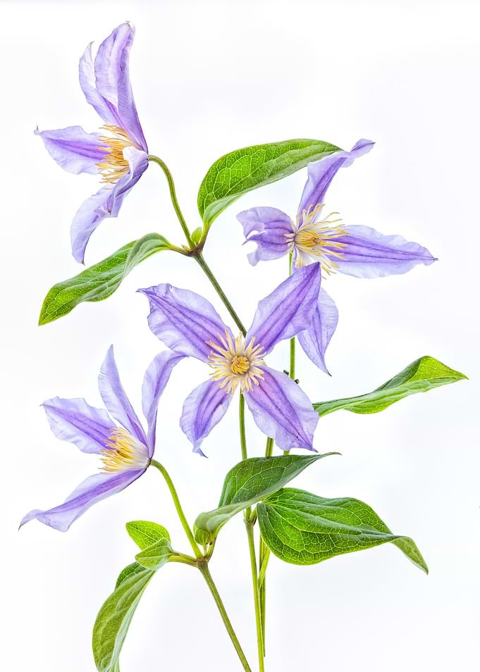 Delicate Purple Clematis Flowers
