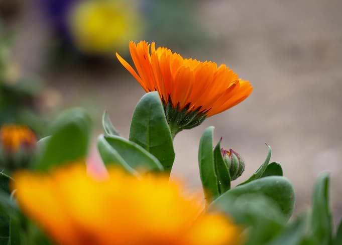 Vibrant Orange Calendula Flower