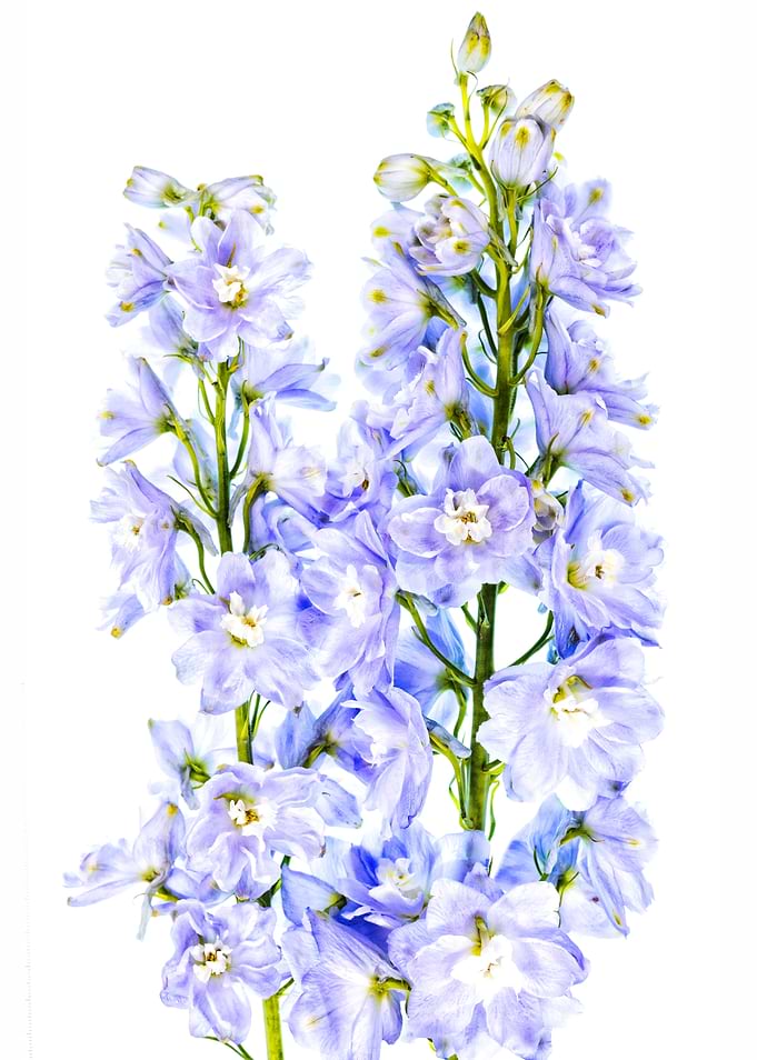 Light Blue Delphinium Flower Stalks