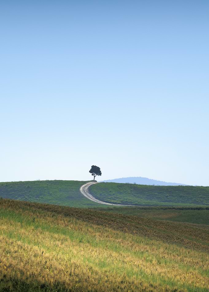 Tuscany - Lone Tree on Rolling Hills