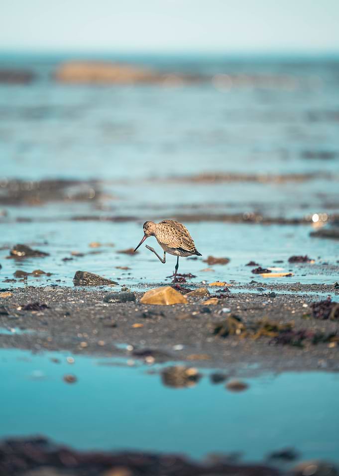 Sandpiper standing on one leg