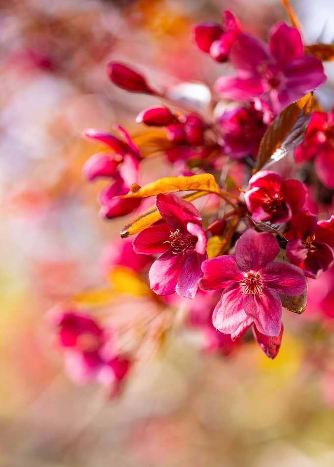 Vibrant Pink Crabapple Blossoms