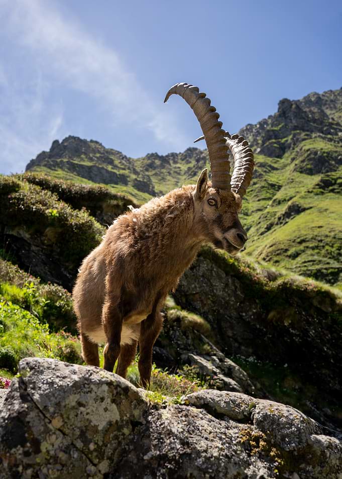 Alpine Ibex Standing on Mountain Rocks