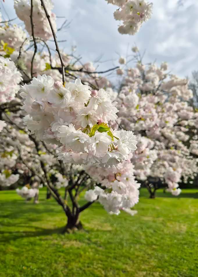 Blooming Cherry Blossom Tree in Spring