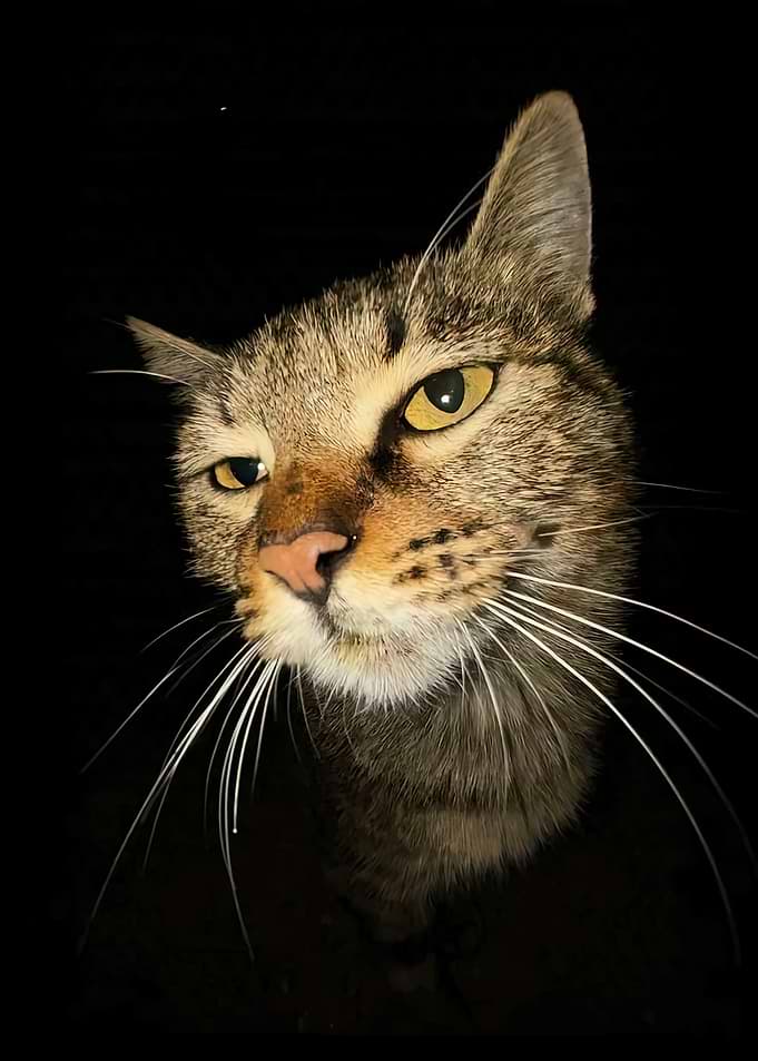 Close-up Portrait of a Tabby Cat