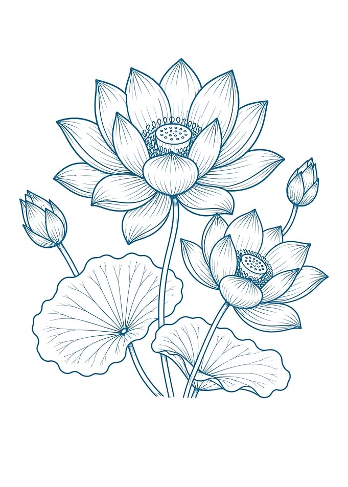 Elegant Blue Line Art Lotus Flowers