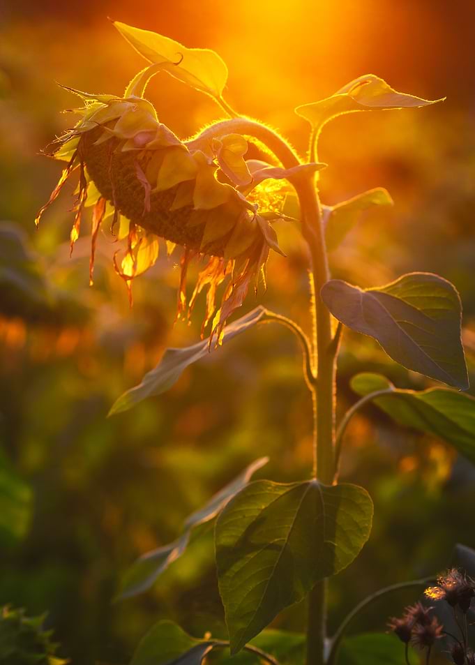 Sunflower at Golden Hour