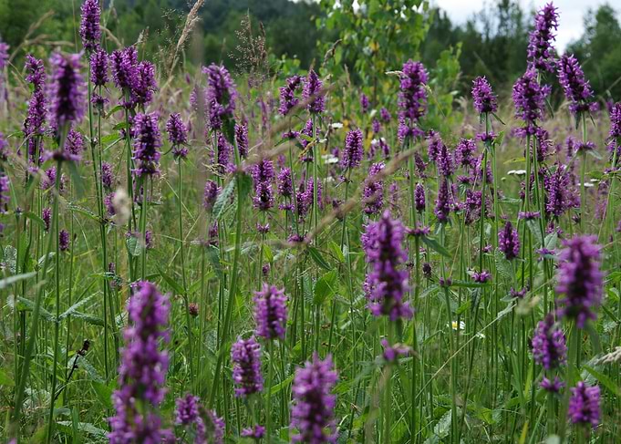 Field of Purple Betony Flowers