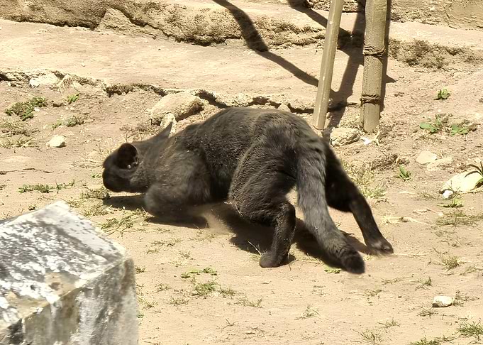 Black cat pouncing on dirt ground