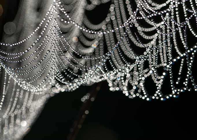 Dew-Covered Spider Web Macro