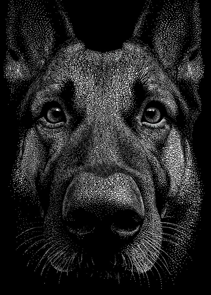 Majestic German Shepherd Portrait In Stipple Dotwork