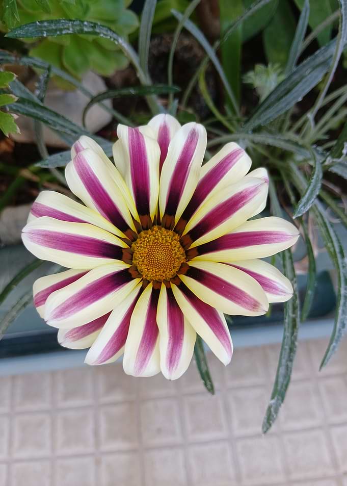 Vibrant Gazania Flower Close-up