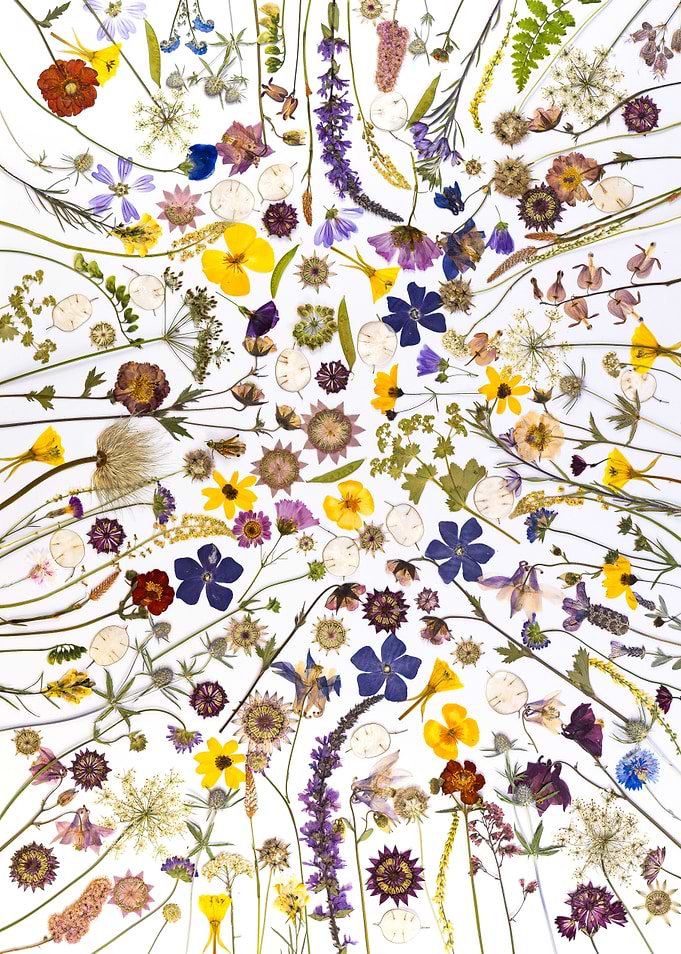 Pressed Wildflower Radial Arrangement