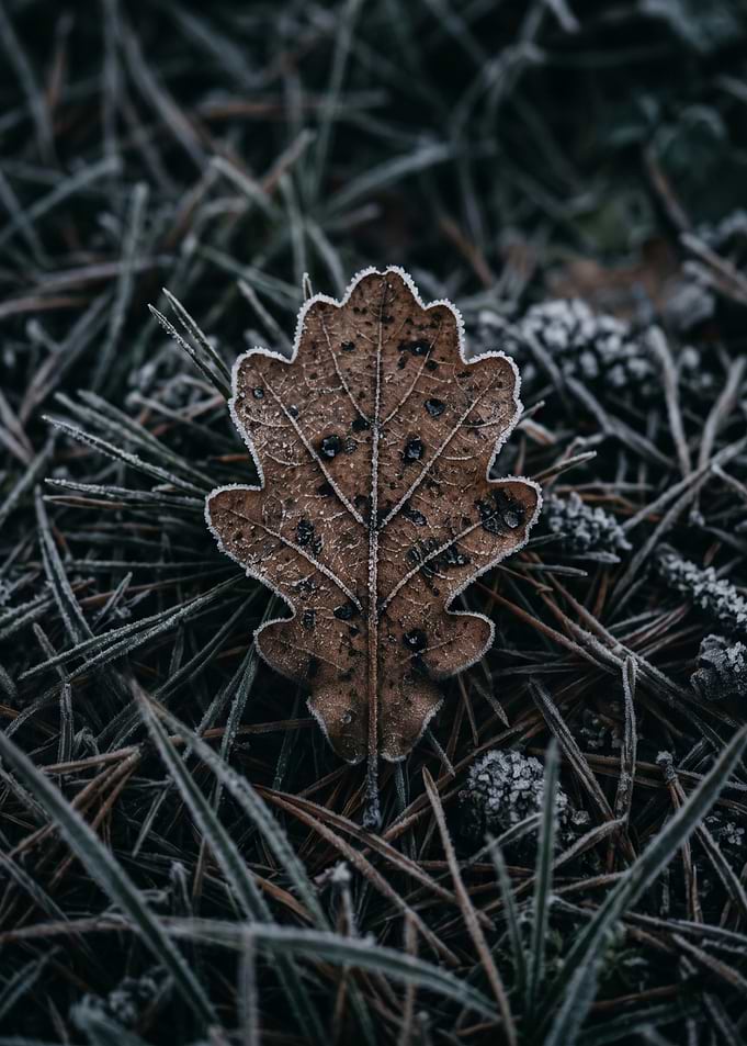 Frosted Oak Leaf on Pine Needles