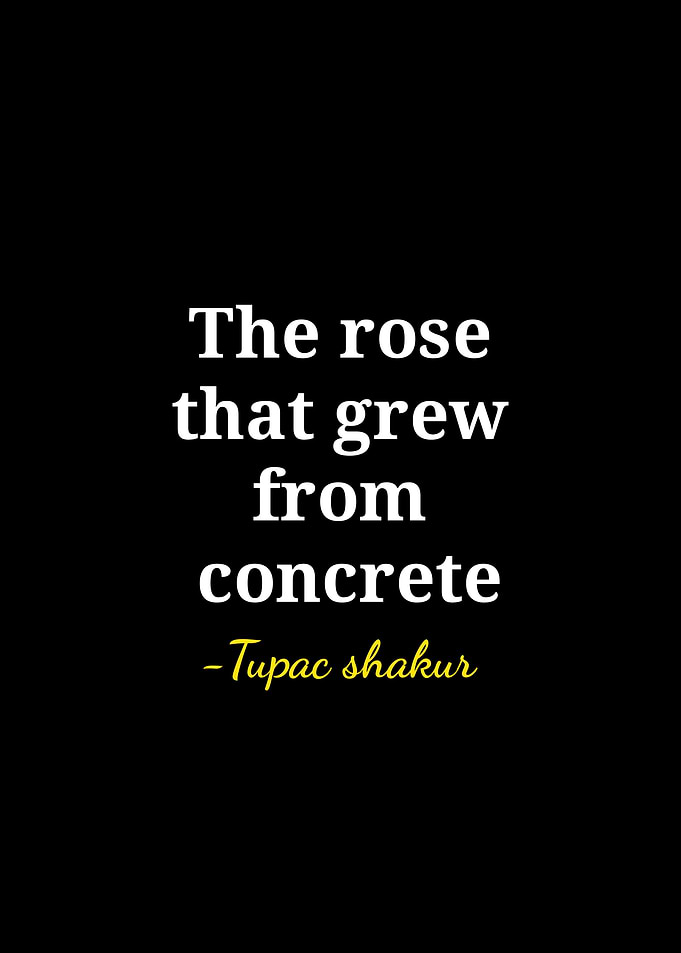 The Rose That Grew From Concrete