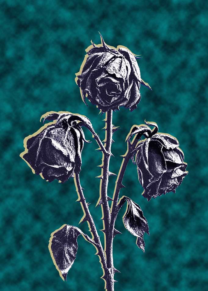 Three Dark Withered Roses gothic
