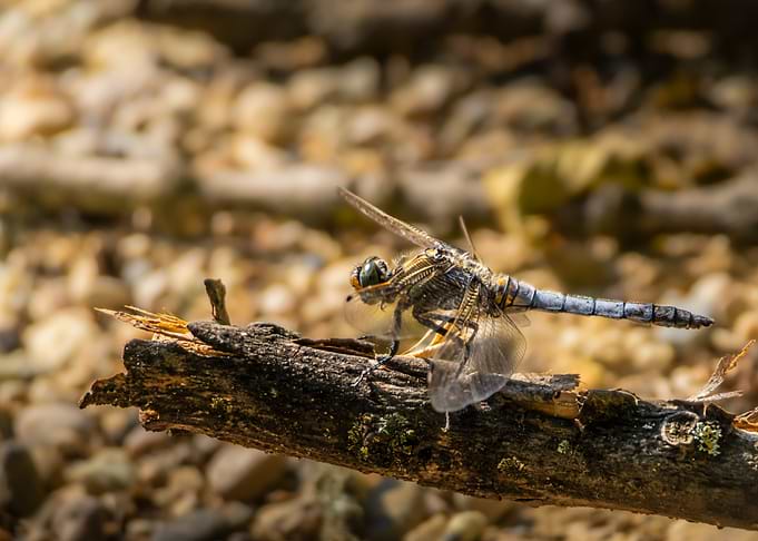 Blue Dragonfly (Orthetrum cancellatum) Resting on Branch