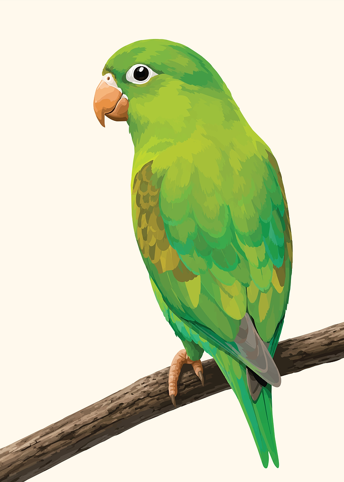 Green Parakeet Perched on Branch