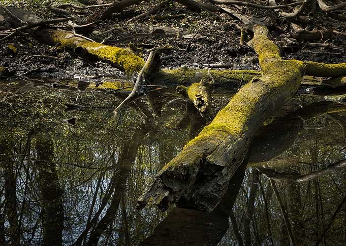 Whispers of the Mossfallen Forest
