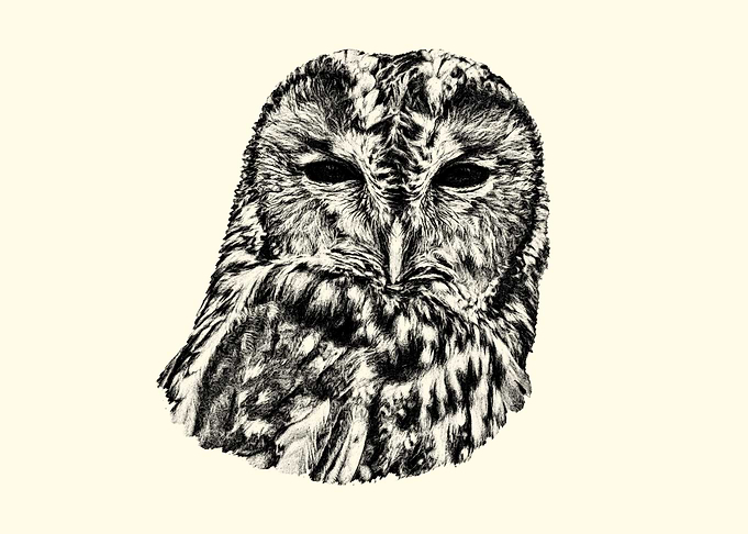 Detailed Pencil Sketch of an Owl