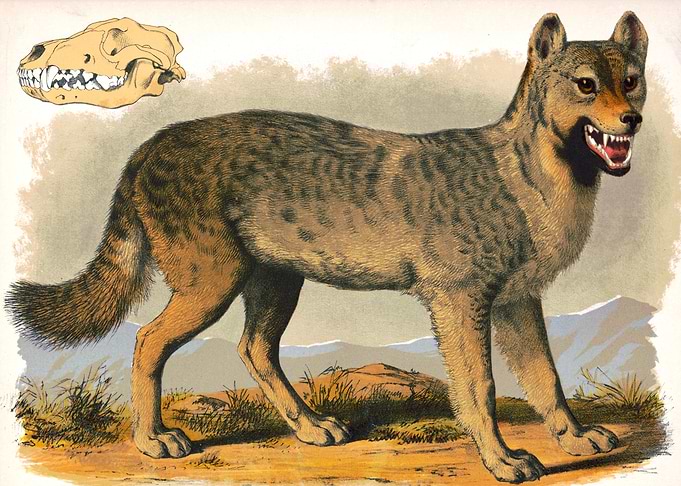 Gray Wolf Vintage Illustration