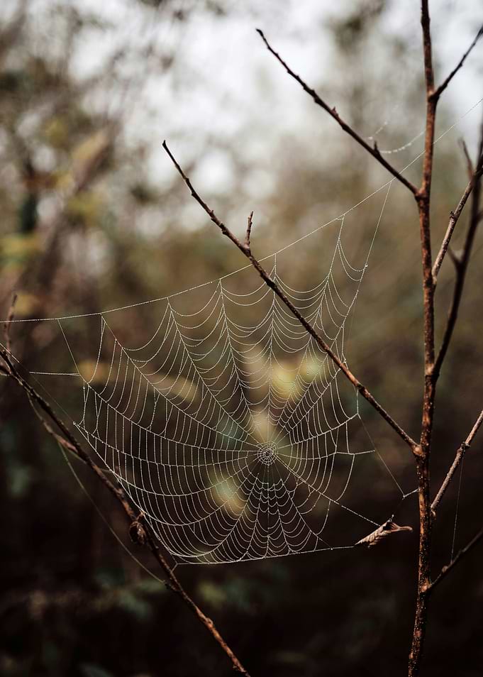 Dew-Covered Spiderweb on Bare Branches