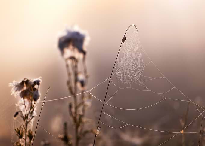Dew-Covered Spiderweb on Wild Grass