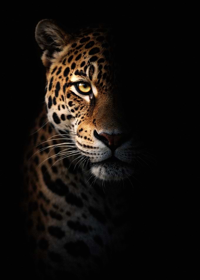 Majestic Jaguar Portrait in Shadow