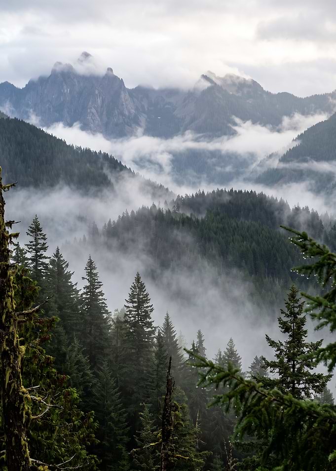 Misty Mountain Forest Landscape