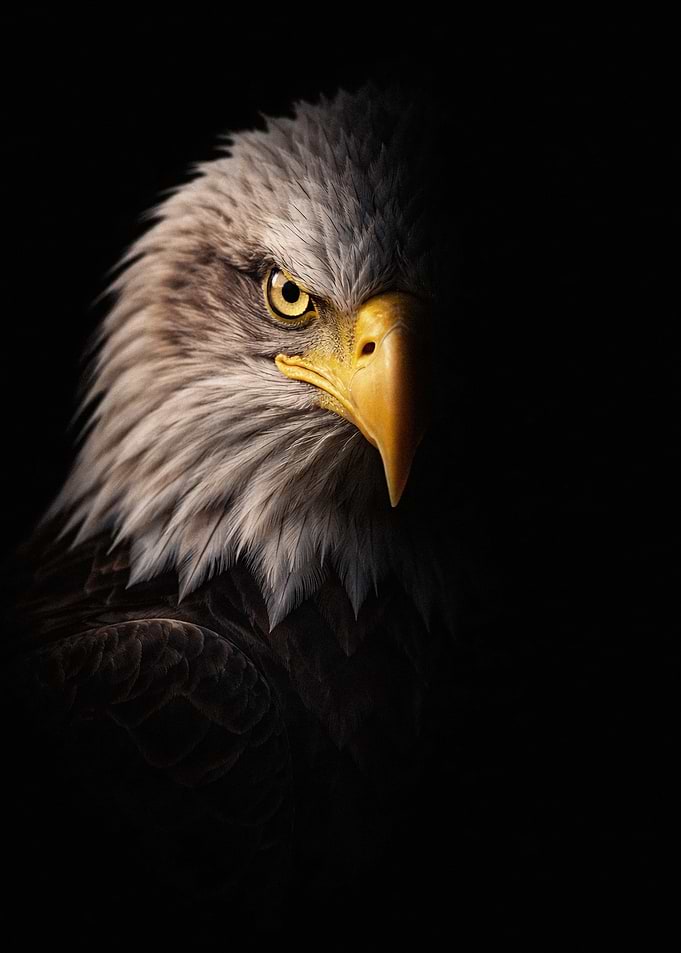 Majestic Bald Eagle Portrait