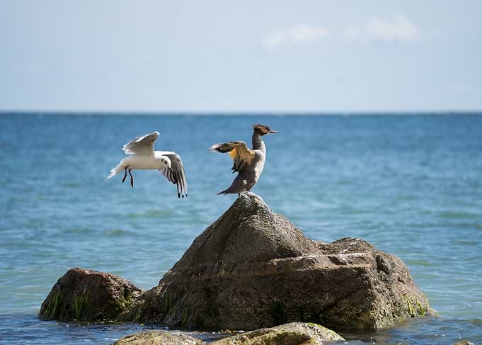 Seabirds on a Coastal Rock