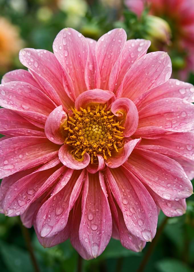 Pink Dahlia Flower with Dew Drops