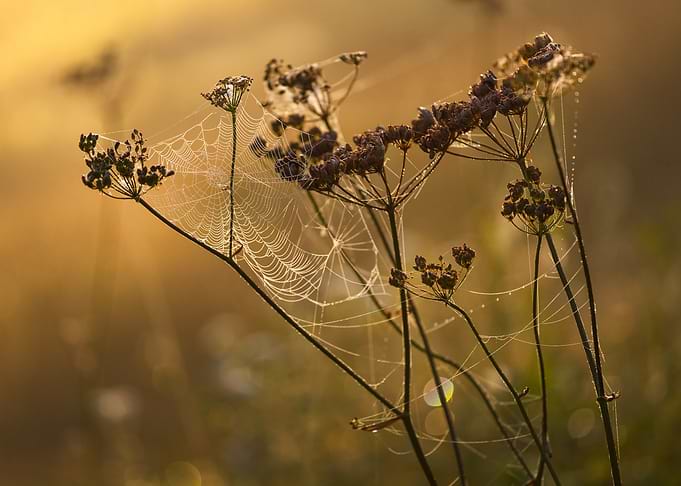 Spiderweb on Wildflowers at Sunrise
