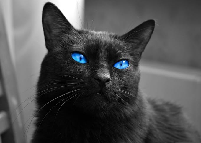 Sapphire Soul — Black Cat with Vivid Blue Eyes