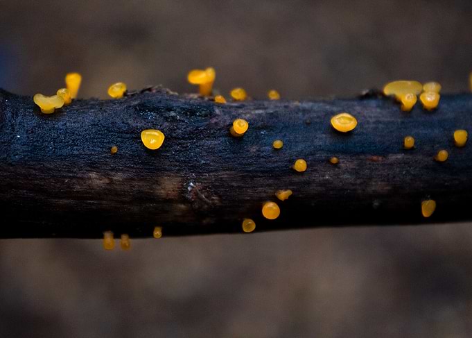 Small Yellow Fungi on Dark Branch