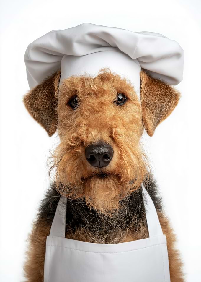 Airedale Terrier Chef Portrait