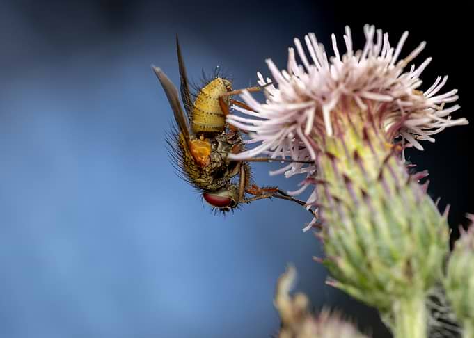 Tachinid Fly on Thistle Flower