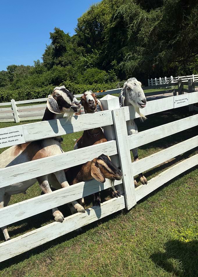 Four Goats Behind a White Fence