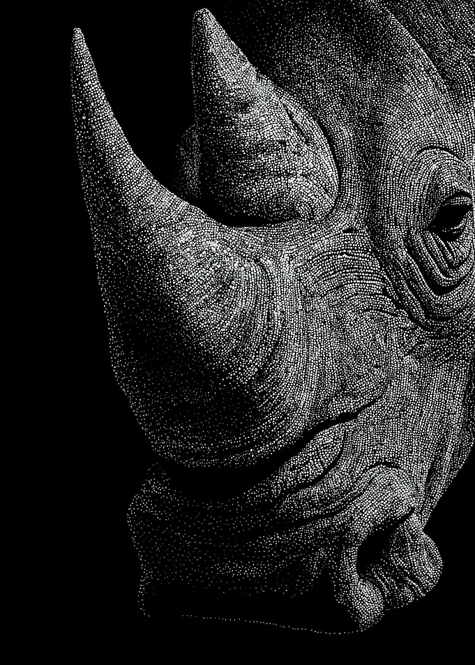 Powerful Monochrome Rhino Portrait In Stipple Dotwork