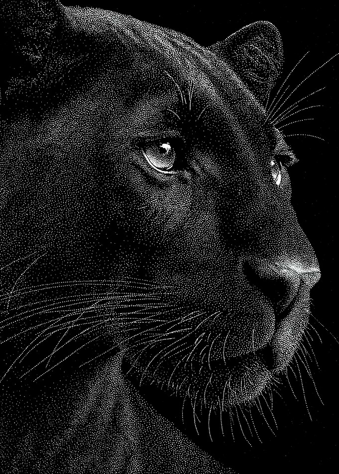 Majestic Black Panther Profile In Stipple Dotwork