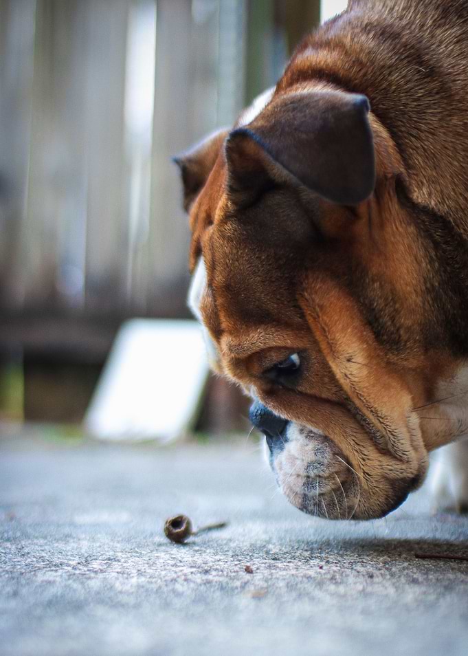 Bulldog Investigating a Small Acorn