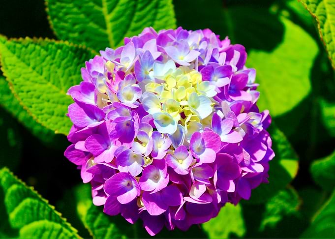 Vibrant Purple and Blue Hydrangea Bloom